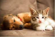 ペットリフォーム